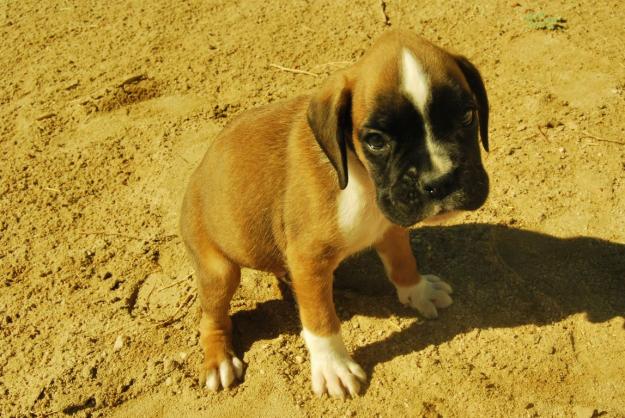 Camada de Boxer