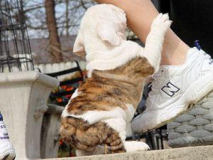 Vendo cachorros de Bulldog Ingles ,economicos