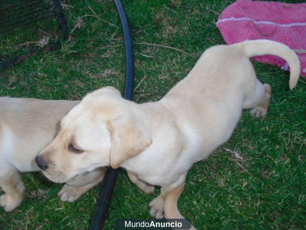 VENDO CACHORROS DELABRADOR 150 €