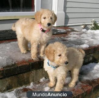 Golden Retriever cachorros para adopción.gratis