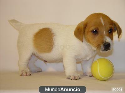 Adorable cachorro Jack Russelle femenina  y macho