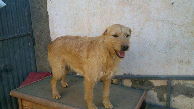 estrella en adopcion