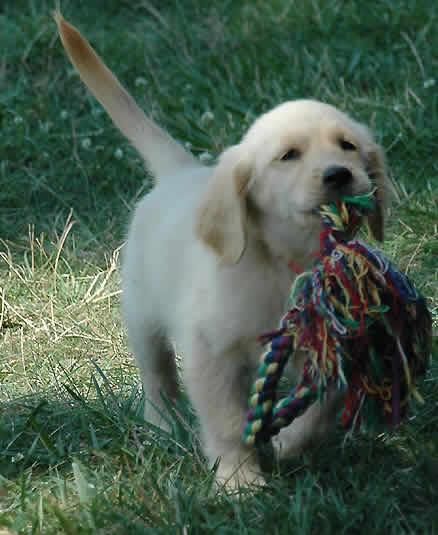 GOLDEN RETRIEVER para montas