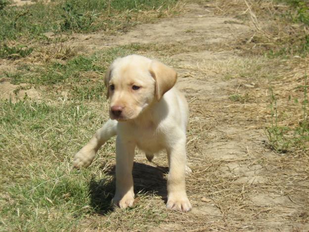 labrador crema cachorros