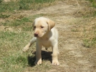 labrador crema cachorros - mejor precio | unprecio.es