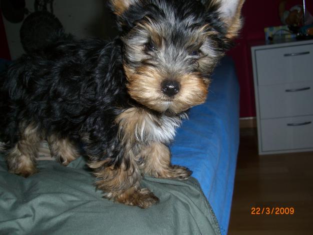 Precioso Yorkshire terrier con Pedigree