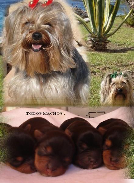 VENDO YORKSHIRE TERRIER DE LA VILLA T CORTE