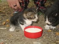 Andy y Luca, dos gatitos en apuros