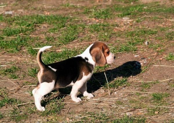 Beagles Tricolor