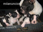 bulldog frances - mejor precio | unprecio.es