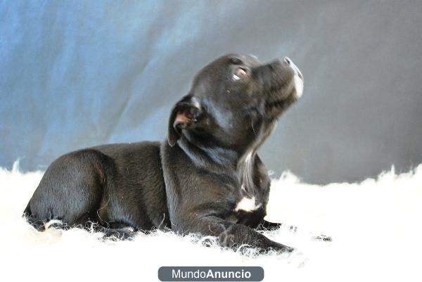 COMPRA SEGURO Y DE CALIDAD CACHORROS DE STAFFORDSHIRE BULLTERRIER