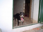 KELLY. Cachorrita cruce de Border Collie en adopción. GPAR - mejor precio | unprecio.es