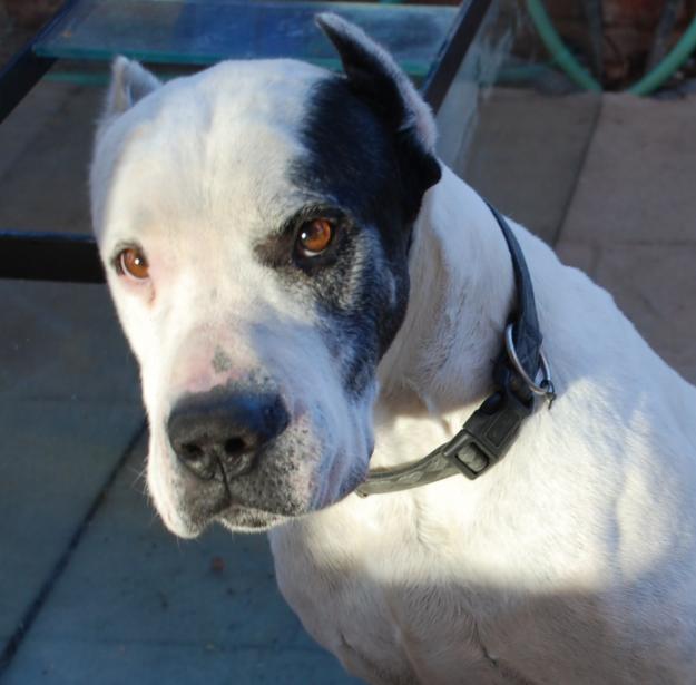 NOVIA PARA DOGO ARGENTINO