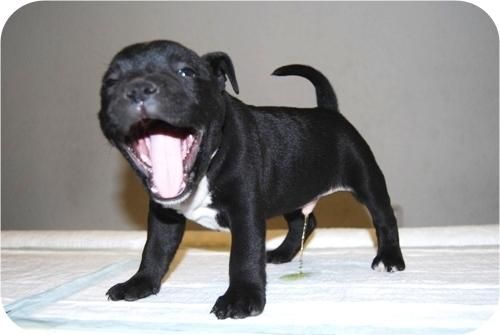 stafforshire bullterrier, camada de alta calidad, negros y blancos,