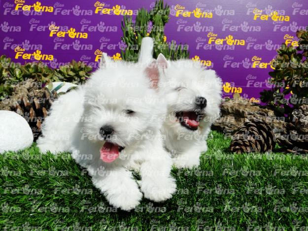 Westie terrier by clan ferona