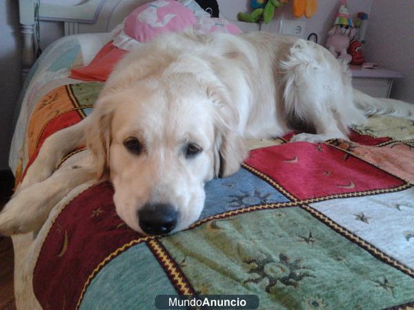 busco hembra golden retriever para monta