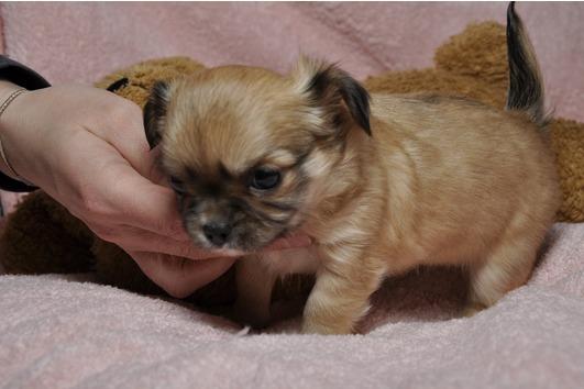 cachorros chihuahua