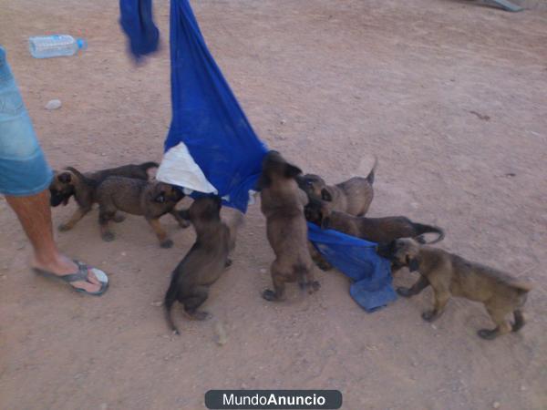 Cachorros de Pastor Belga Malinois