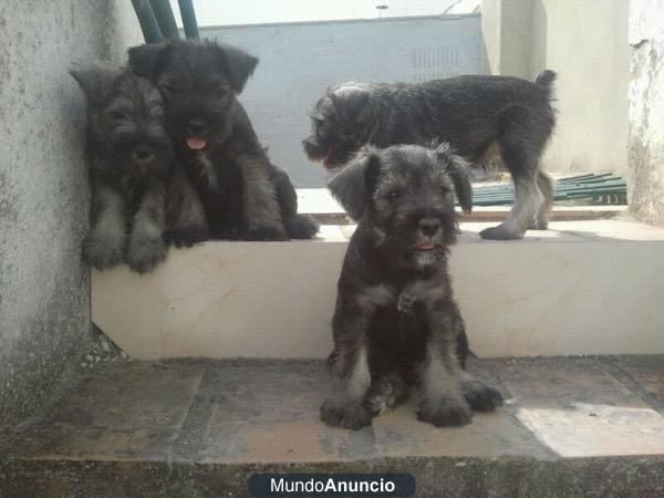 Cachorros Schnauzer Miniatura