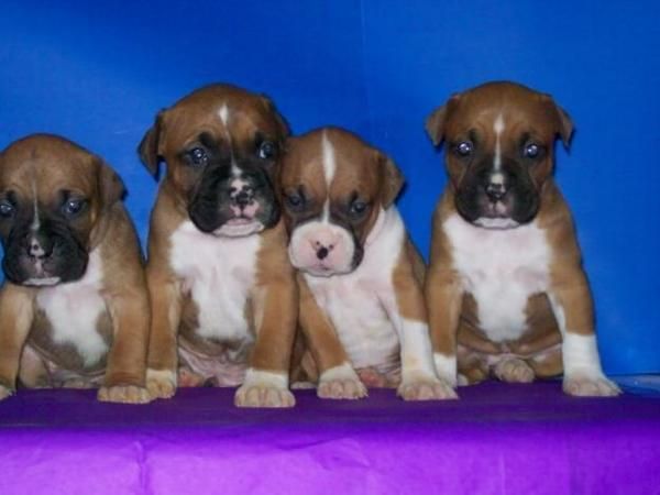 camada BOXER con PEDIGREE 350