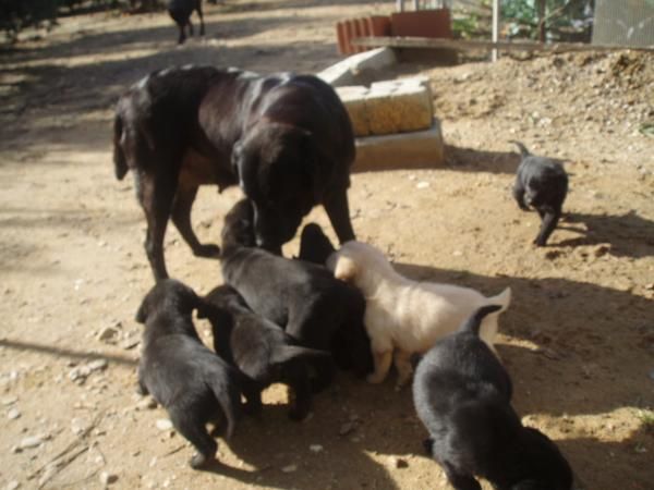 camada de labradores con pedigree