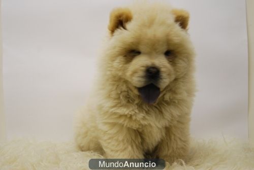 Chow Chow ( Blanco ) Disponibles