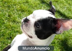 Exclusiva raza!!! Boston Terrier a precios muy accesibles.