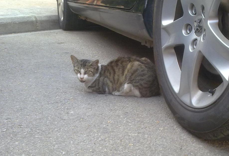 Gata neska necesita quien le salve la vida. urgente