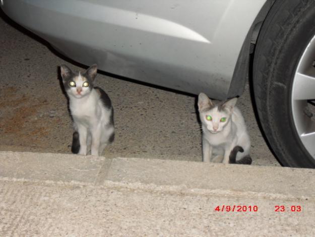 GATITA SUPER DULCE EN LA CALLE, CHICLANA (CADIZ)