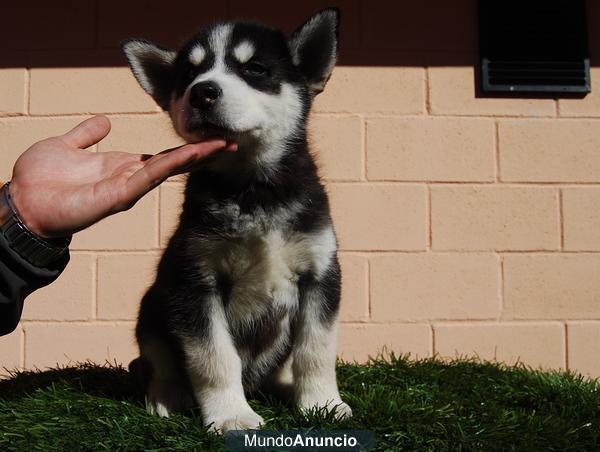 Husky Siberiano cachorritos de calidad y pura raza