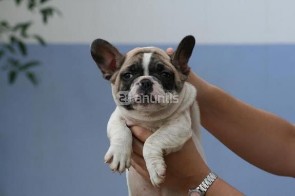 vendo bulldog frances