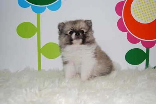 /// Excelente Macho Pomerania - www.animalflower.es ///