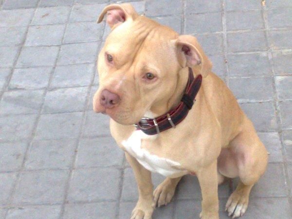 BUSCO PERRA PITBULL RED NOSE PARA CRUZAR