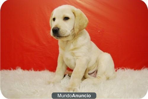 Labradores con dos meses