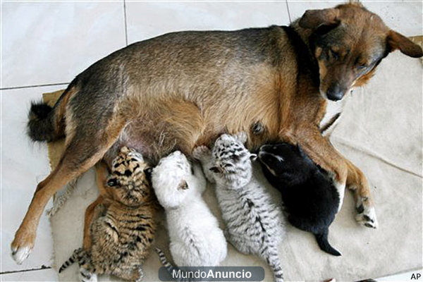 Paseo y cuido a tu perro