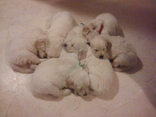 VENTA CACHORROS GOLDEN RETREIVER