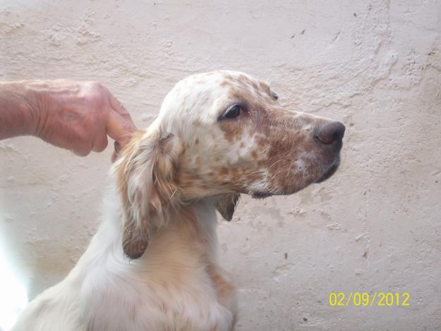 cachorra setter inlés