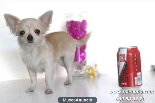 ★ CHIHUAHUAS ENANOS A LA VENTA, CRIADERO PROFESIONAL, AFIJO CAMBANUS★