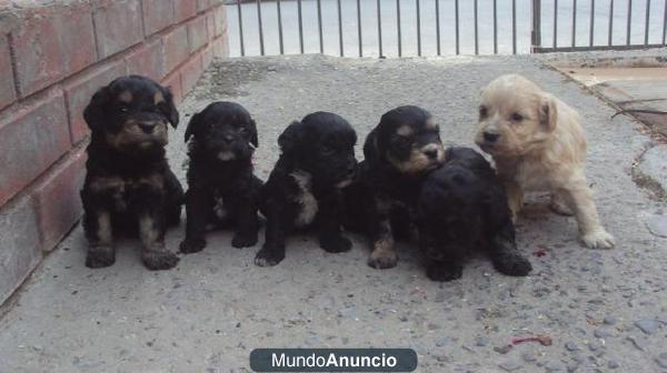 Se regalan perritos en Carmona (Sevilla)