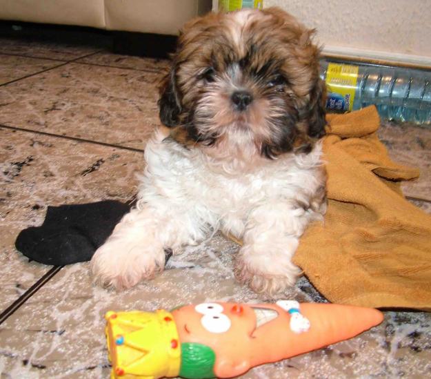 VENDO PRECIOSO CACHORRO SHIH TZU