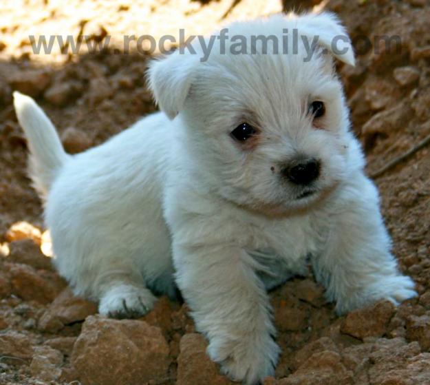 CACHORRITOS WESTY, UN PEQUEÑO GRAN PERRO