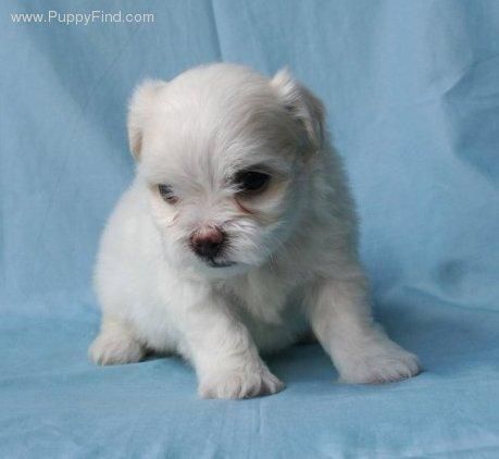 Bichon maltes toys y miniaturas bichon maltes criados en casa educados  Gratis