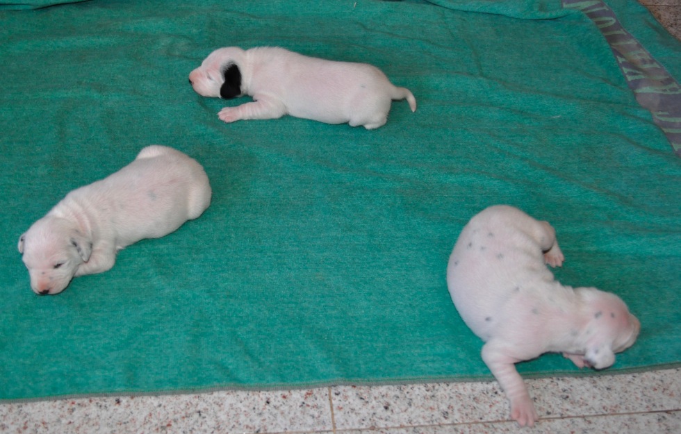 Cachorros de Dalmata