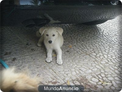 labrador / pastor aleman blanco 50