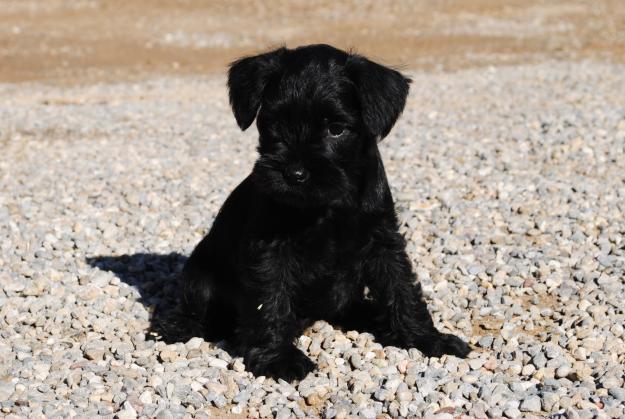 Schnauzer miniatura, varios colores