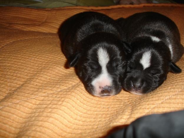 Staffordshire Bull Terrier Cachorros de Seleccion