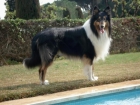 "Han" (Rough Collie macho) busca novia!! - mejor precio | unprecio.es