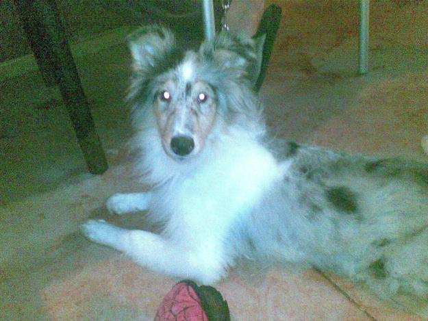 Cachorra rough collie blue merle