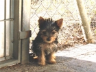 cachorritos yorkshire terrier - mejor precio | unprecio.es