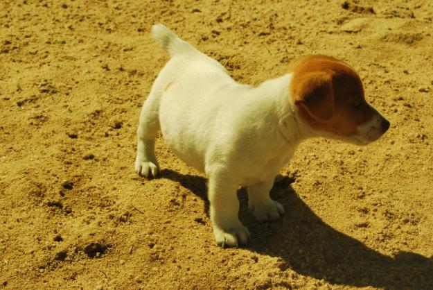 Cachorros de Jack russell disponibles